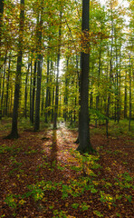 Magic beech autumn forest with sun shine through. Czech landscape