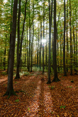 Fototapeta premium Magic beech autumn forest with sun shine through. Czech landscape