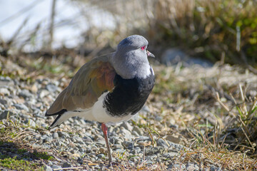 Tero or Vanellus chilensis bird, winter, Bariloche, Argentina, South America