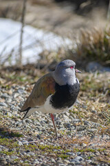 Tero or Vanellus chilensis bird, winter, Bariloche, Argentina, South America