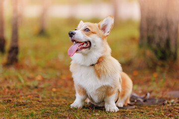 Portrait happy corgi dog running sitting on yellow grass sun light. Concept animal autumn mood