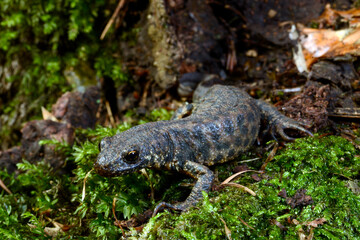Balkan crested newt, Buresch's crested newt // Balkan-Kammolch (Triturus ivanbureschi) - Thrace, Greece