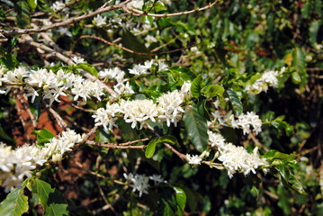 Blossoming Arabic coffee plant (Coffea arabica) in Brazil