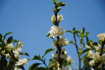 Close up of a branch with white fragrant blossoms of the  Arabic coffee plant (Coffea arabica) in Brazil