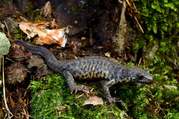Balkan-Kammolch, Männchen in Landtracht // Balkan crested newt, Buresch's crested newt (Triturus ivanbureschi) - Thrakien, Griechenland