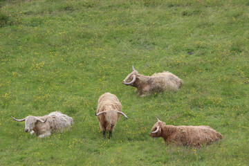 Highland cattle in a pasture, Scotland, United Kingdom