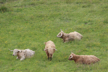 Naklejka na ściany i meble Highland cattle in a pasture, Scotland, United Kingdom