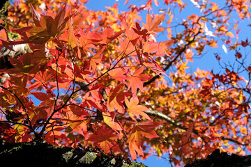 Japanese Acer leaves turning colour during the Autumn, Surrey, UK.