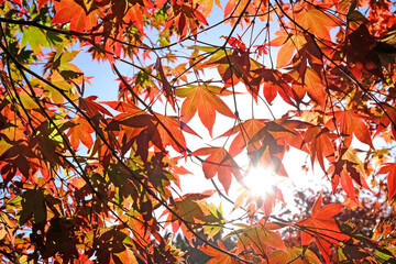 Japanese Acer leaves turning colour during the Autumn, Surrey, UK.