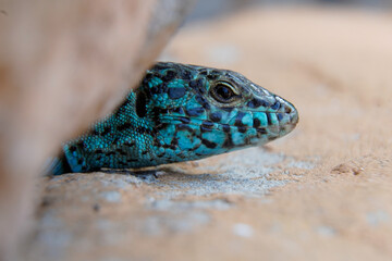 portrait of an endemic green lizard from Formentera. Turquoise reptile