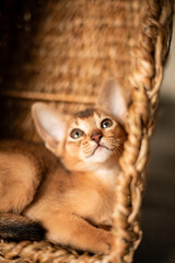 Small kitten cat of the Abyssinian breed sitting in bites wicker brown basket, looks up. Funny fur fluffy kitty at home. Cute pretty brown red pet pussycat with big ears..