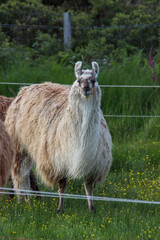 Obraz premium Llama in Scotland