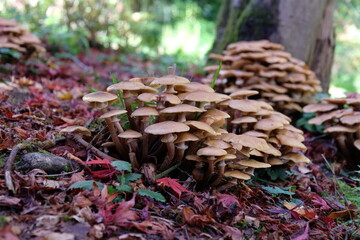 Honey Fungus growing among the leaf litter of the Japanese acres, Surrey, UK.