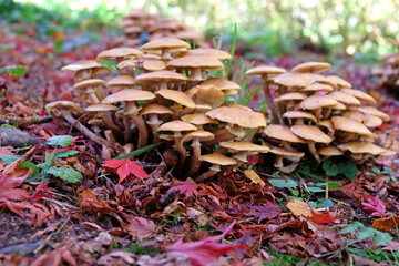 Honey Fungus growing among the leaf litter of the Japanese acres, Surrey, UK.