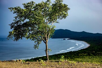 Lone tree on a hill overlooking a beach - Powered by Adobe
