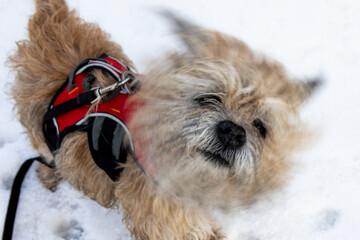 Small Border Terrier dog shaking head in the snow