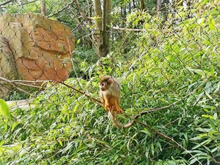Squirrel monkey, Saimiri sciureus, three, sitting on the branches of a bush, behind the fence, Zoo Zlin Lesna