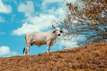 Ganada en la ciudad de Panamá
