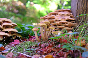Honey Fungus growing among the leaf litter of the Japanese acres, Surrey, UK.