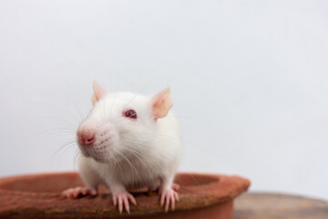 White laboratory mouse (Mus musculus ) crawling on a clay pot. Uttarakhand India