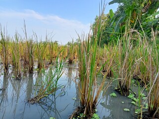 Fototapeta na wymiar reeds in the water and fieldrice