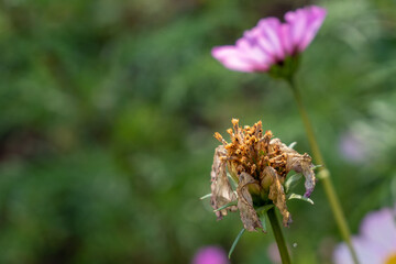 Fleur sans pétale devant une fleur rose