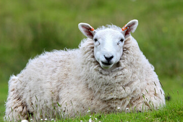 Sheep in Scotland