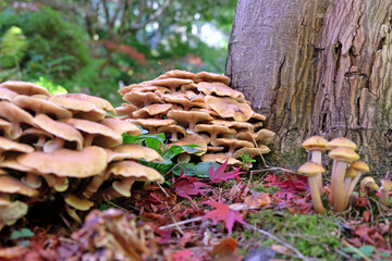 Honey Fungus growing among the leaf litter of the Japanese acres, Surrey, UK.