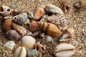 Seashells on the beach. Beautiful seashell isolated on sand background. Seashell abstract texture background. Amazing background. Natural background. Beautiful nature. Holiday background.