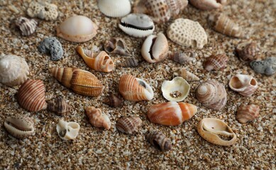Seashell on the beach. Seashell abstract texture background wallpaper. Amazing background. Beautiful background. Holiday background. Seashell isolated.