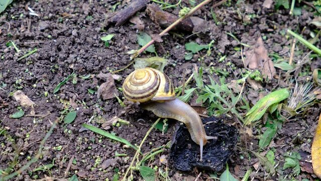 Grape snail on the ground and a wooden stump.
Slow snail with a shell. Terrestrial gastropod, slug outdoors in the wild