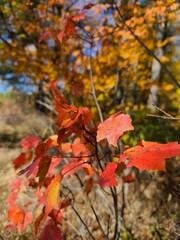red maple leaves