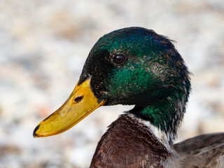 Close-up of a mallard on Lake Garda