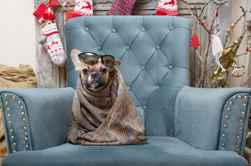 French bulldog breed dog sits in a cozy chair in a living room decorated for the celebration of Christmas wrapped in a warm shawl. Studio photo of a young dog with an expressive muzzle and large ears.