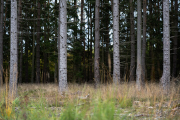 four Whiteh trees in the line