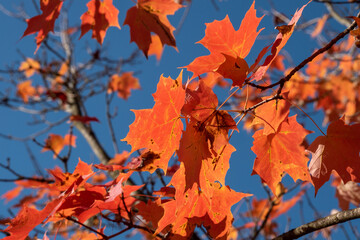 Feuille érable rouge sur ciel bleu