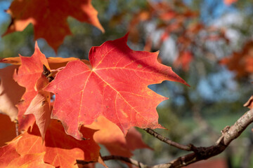 Feuille automne