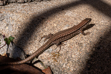 Obraz premium Lézard entre ombre et lumière