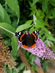 butterfly on flower