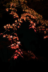 京都 夜の醍醐寺に浮かび上がる鮮やかな紅葉