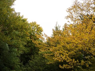 Fototapeta premium autumn in the forest A