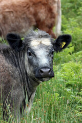 Naklejka na ściany i meble Cows in Scotland