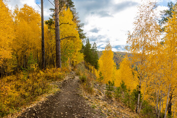 A narrow path along the edge of a hillside on an autumn day. Golden colorful landscape with autumn forest in mountain. Yellow birch and aspen trees in siberian taiga