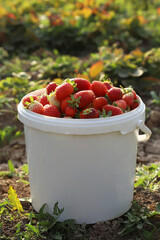 Strawberries in a white bucket against the background of beds in the garden © Dav_782