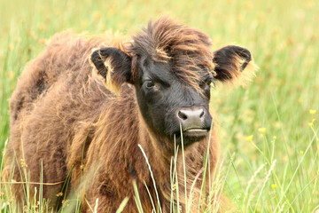 Cute Highland calf in a pasture in Scotland