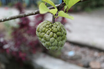 Fruit of Annona squamosa hanging on the tree. Also known as sugar-apples or sweetsops