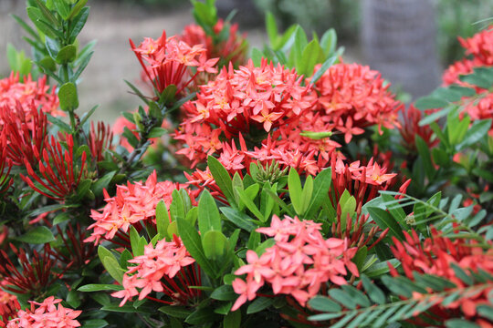 Red Ixora flower plant blooming on the garden