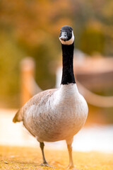 goose at a park