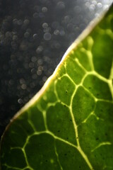 Mitad de una  hoja verde brillante del àrbol Manzano con su borde blanco con nervaduras en forma de panal de abejas, forman un original diseño abstracto natural para fondos de diseñador