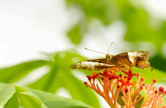 Closeup of Malay cruiser butterfly on Jatropha podagrica plant